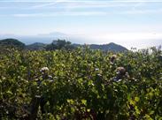 Vinobraní - výhled z vinice