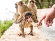 opičky na Gibraltaru - Andalusie - Španělsko - poznávací zájezd