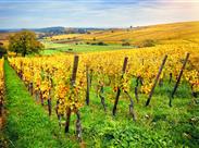 podzimní vinice - Alsasko - Francie - poznávací zájezd