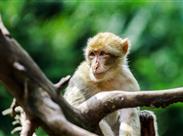 makak na Opičí hoře - Alsasko - Francie - poznávací zájezd