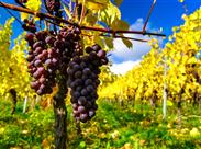 alsaské víno - Alsasko - Francie - poznávací zájezd