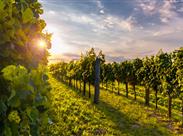 romantické slovinské vinice v údolí Vipavy - Vipava - Slovinsko - poznávací zájezd