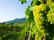 Chuť balatonských vín ovlivňuje hned několik faktorů a mají svoji nezaměnitelnou chuť